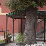Il tronco coriaceo, di color marrone scuro, d� vita a foltissimi rami...